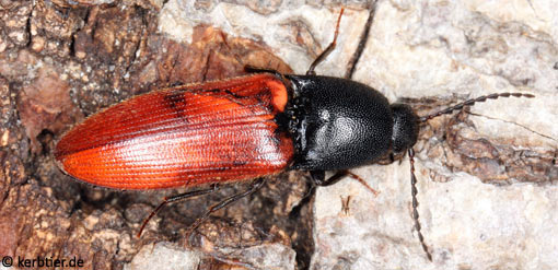 Ampedus cardinalis