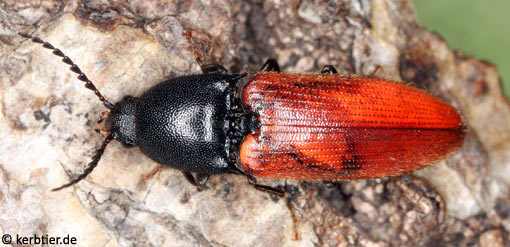 Ampedus cardinalis B