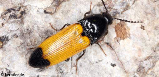 Ampedus elegantulus