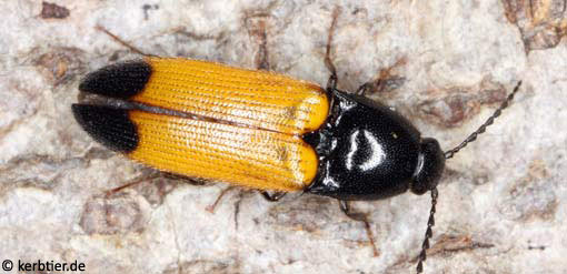 Ampedus elegantulus B