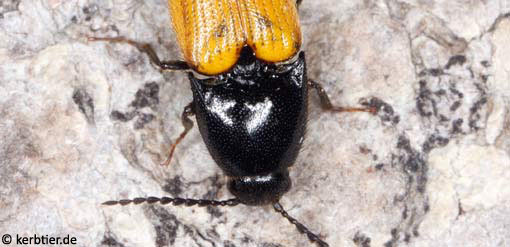 Ampedus elegantulus C