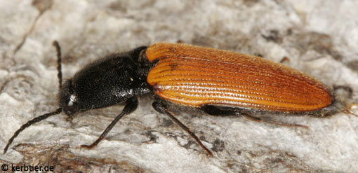 Ampedus nigroflavus