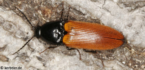 Ampedus nigroflavus C