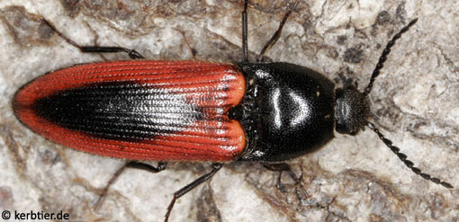 Ampedus sanguinolentus