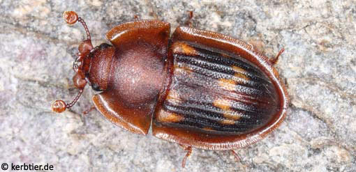 Amphotis marginata C