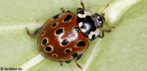 Anatis ocellata