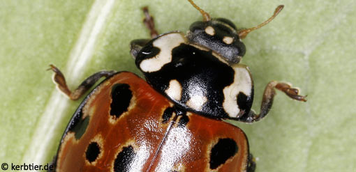 Anatis ocellata B