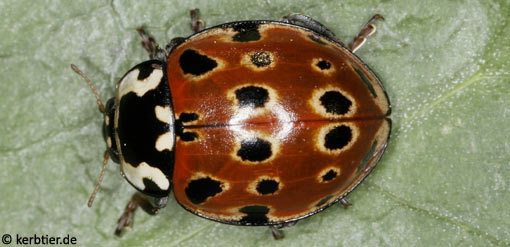 Anatis ocellata C