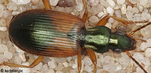 Anchomenus dorsalis