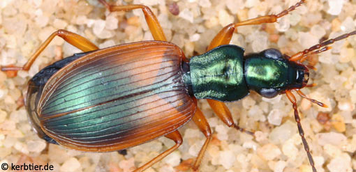 Anchomenus dorsalis B