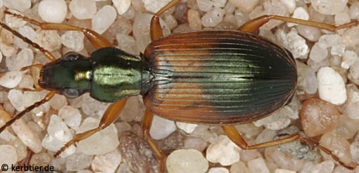 Anchomenus dorsalis C