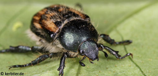 Anisoplia villosa B