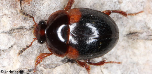 Anisotoma humeralis