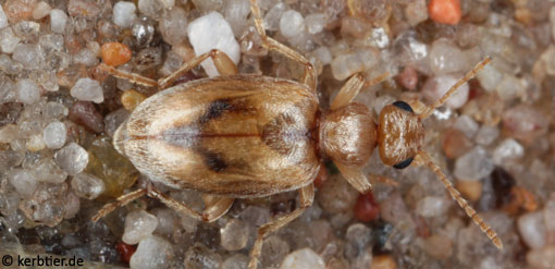 Anthicus bimaculatus C