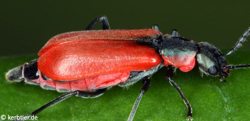 Anthocomus coccineus B