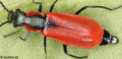 Anthocomus coccineus C