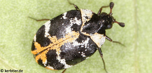 Anthrenus scrophulariae