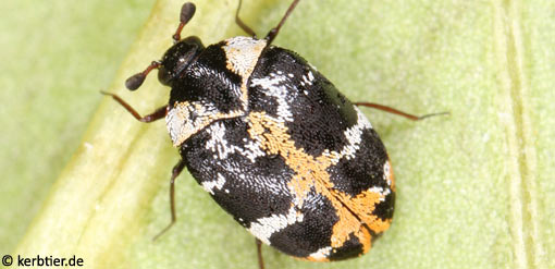 Anthrenus scrophulariae C