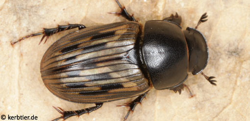 Aphodius luridus