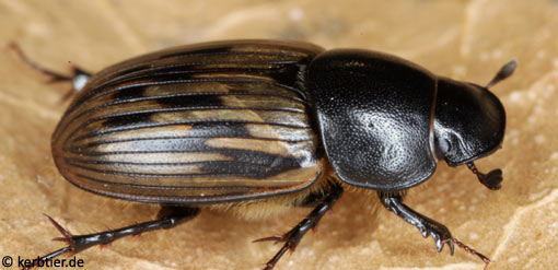 Aphodius luridus B