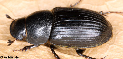 Aphodius luridus C