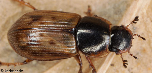 Aphodius obliteratus