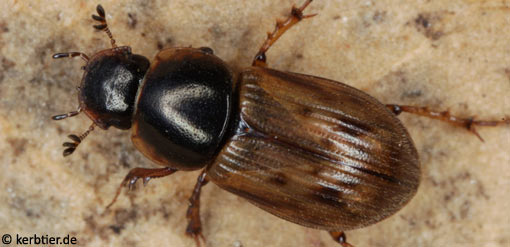 Aphodius obliteratus B