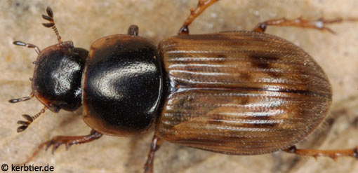 Aphodius obliteratus C