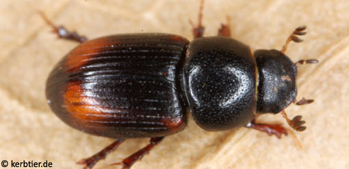 Aphodius quadrimaculatus