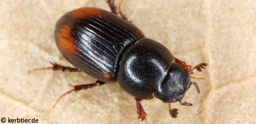 Aphodius quadrimaculatus B