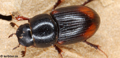 Aphodius quadrimaculatus C