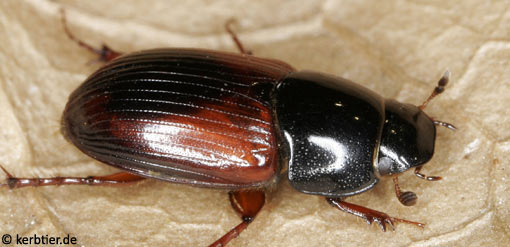 Aphodius satellitius