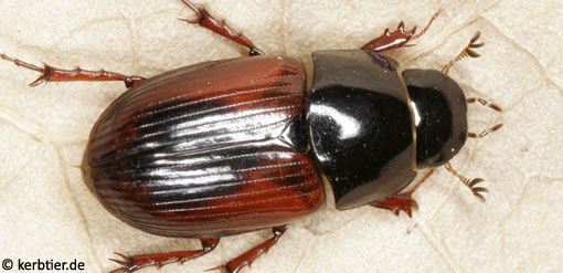 Aphodius satellitius B