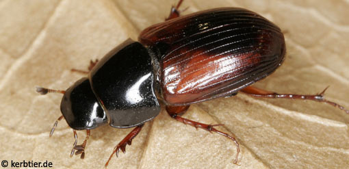 Aphodius satellitius C