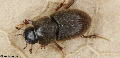 Aphodius scrofa B