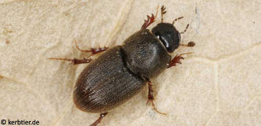 Aphodius scrofa C