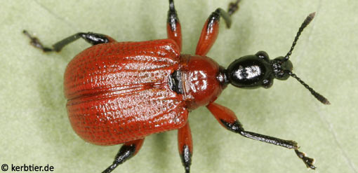 Apoderus coryli B