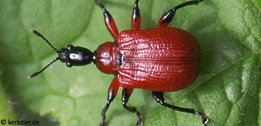 Apoderus coryli C