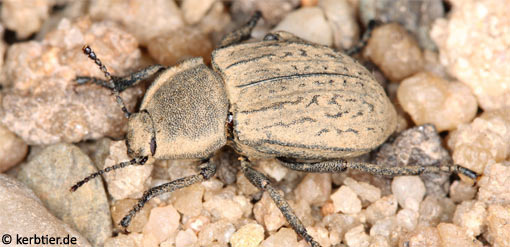 Asida sabulosa B