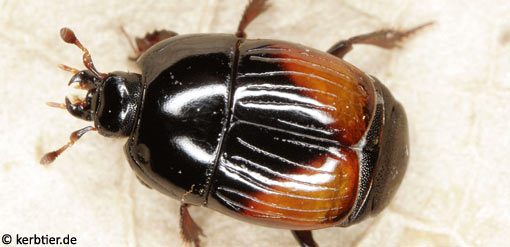 Atholus bimaculatus