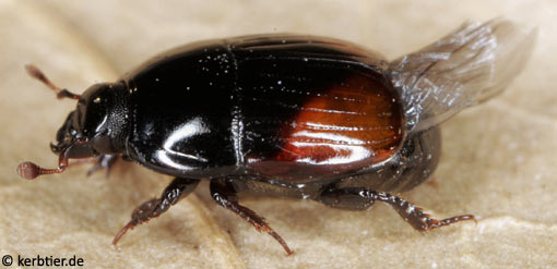 Atholus bimaculatus B