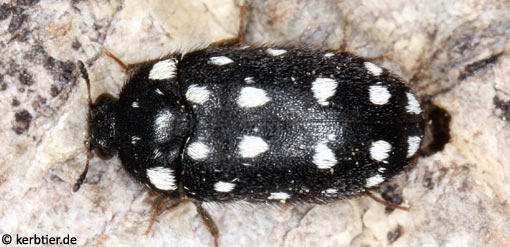 Attagenus punctatus C
