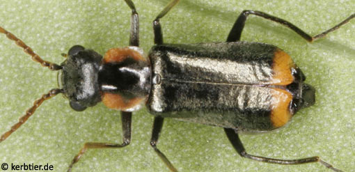 Axinotarsus marginalis