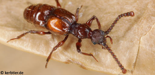 Batrisus formicarius C