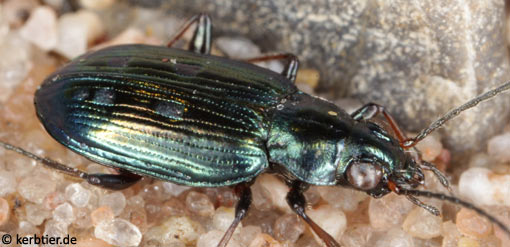 Bembidion argenteolum B