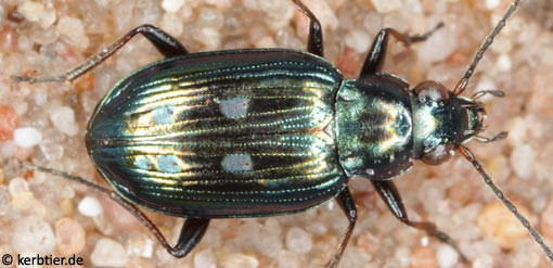 Bembidion argenteolum C