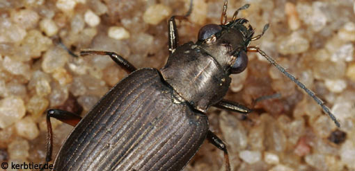 Bembidion striatum