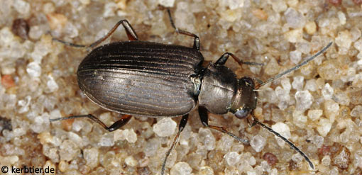 Bembidion striatum B