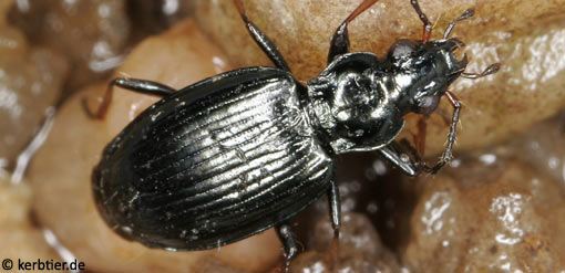 Bembidion tibiale