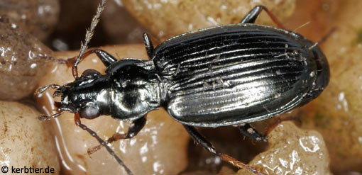 Bembidion tibiale B